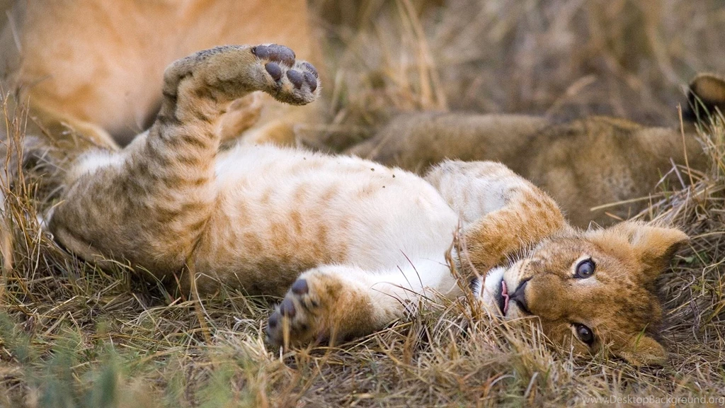 Desktop Pictures Of Cute Baby Lions Wallpapers 3d Hd Pictures.