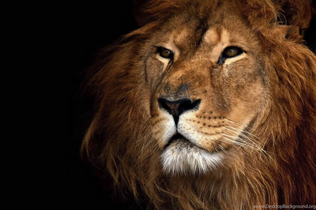 Desktop Hd Lion Backgrounds 3d Hd Pictures.
