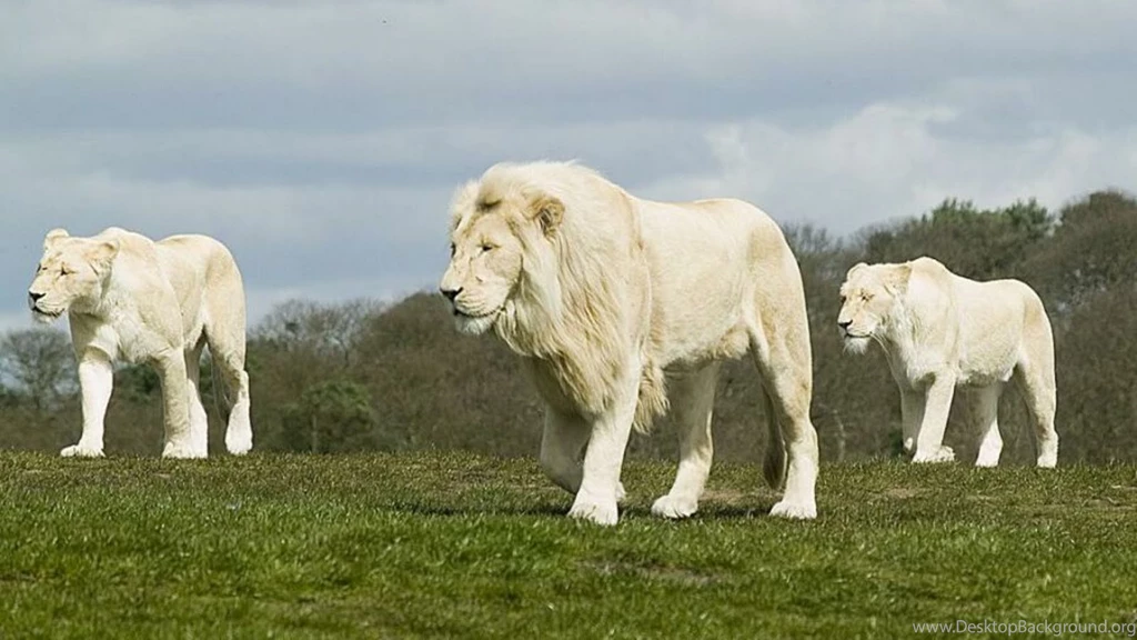 Desktop Hd White Lion Animal Pics 3d Hd Pictures.
