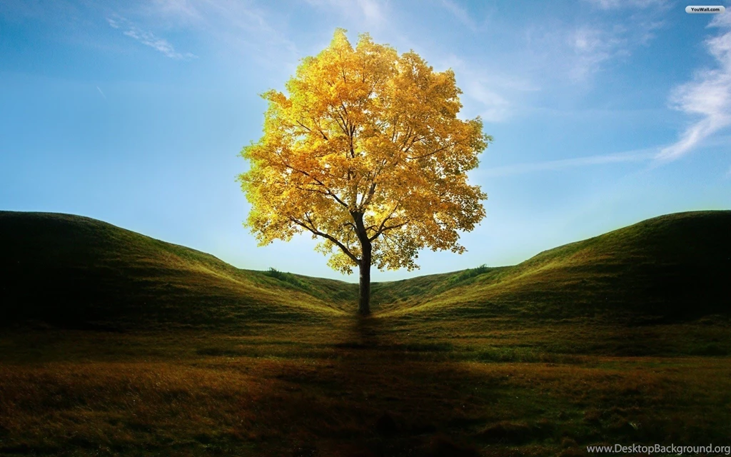 Landscape Photography Trees Cool Wallpapers