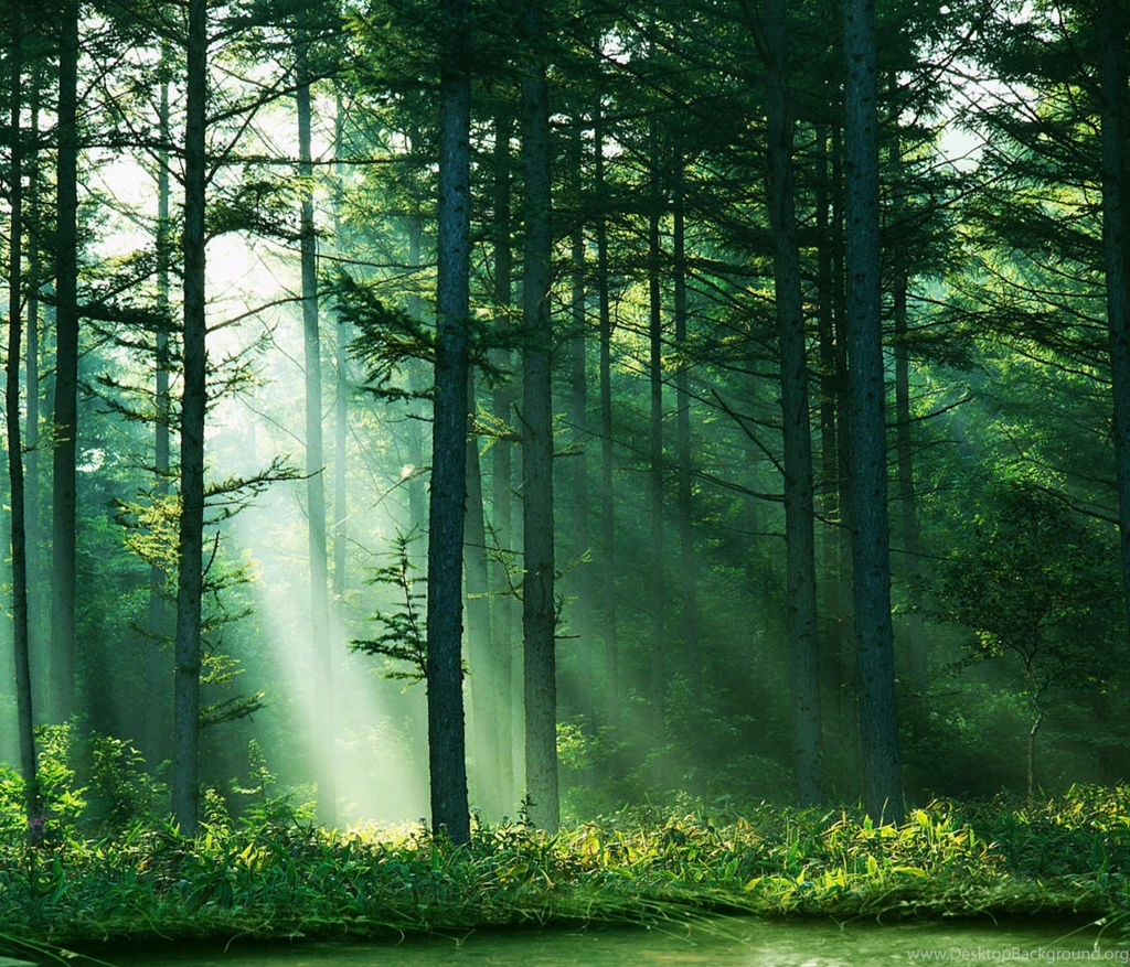 Fantasy Forest Stock By Spazz90 On DeviantArt