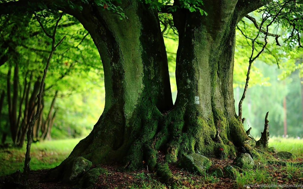 Trees Wallpapers