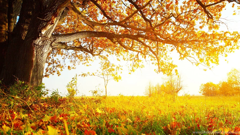 Wallpapers Tree