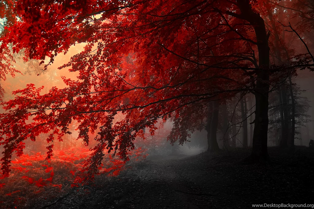 1273 Tree HD Wallpapers