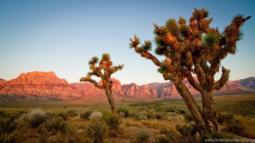 Joshua Tree Wallpapers HD