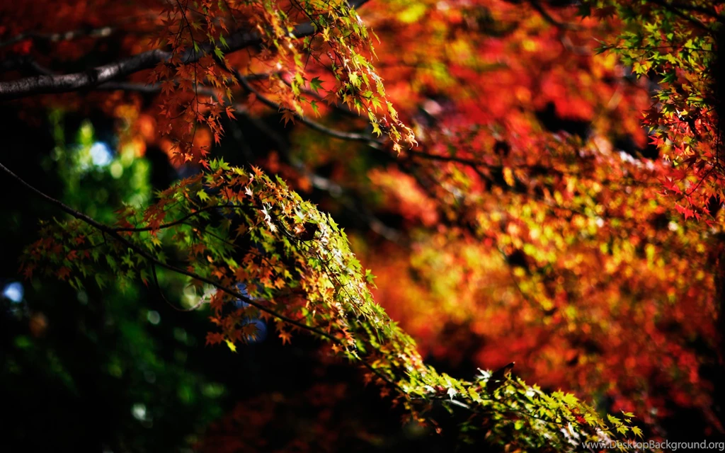 Maple Tree Wallpapers HD