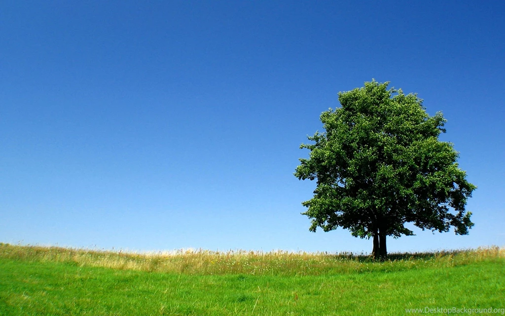 High Resolution Tree Wallpapers 1920×1080 SiWallpaperHD 14371