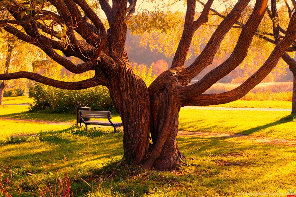 Beautiful HD Trees Wallpapers.