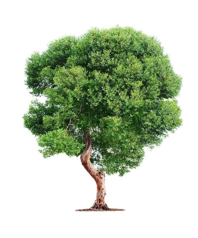 Tree On White Backgrounds Stock Photo