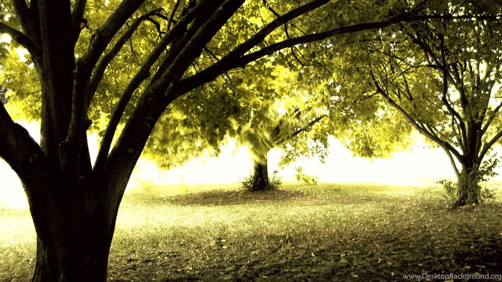 High Definition Amazing Nature Tree Backgrounds Widescreen And HD ...
