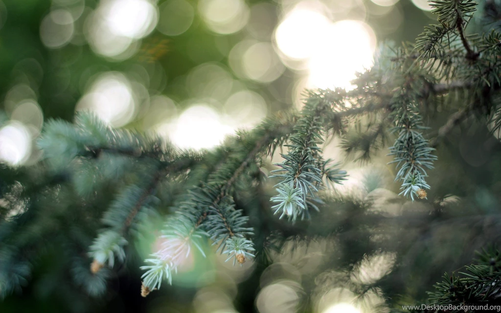 Fir Tree Backgrounds Wallpapers Pack Download   FLGX DB
