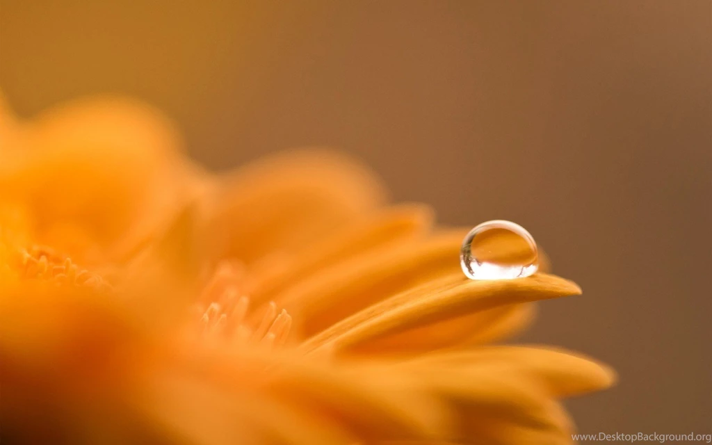 Orange Flowers Wallpapers HD Pictures