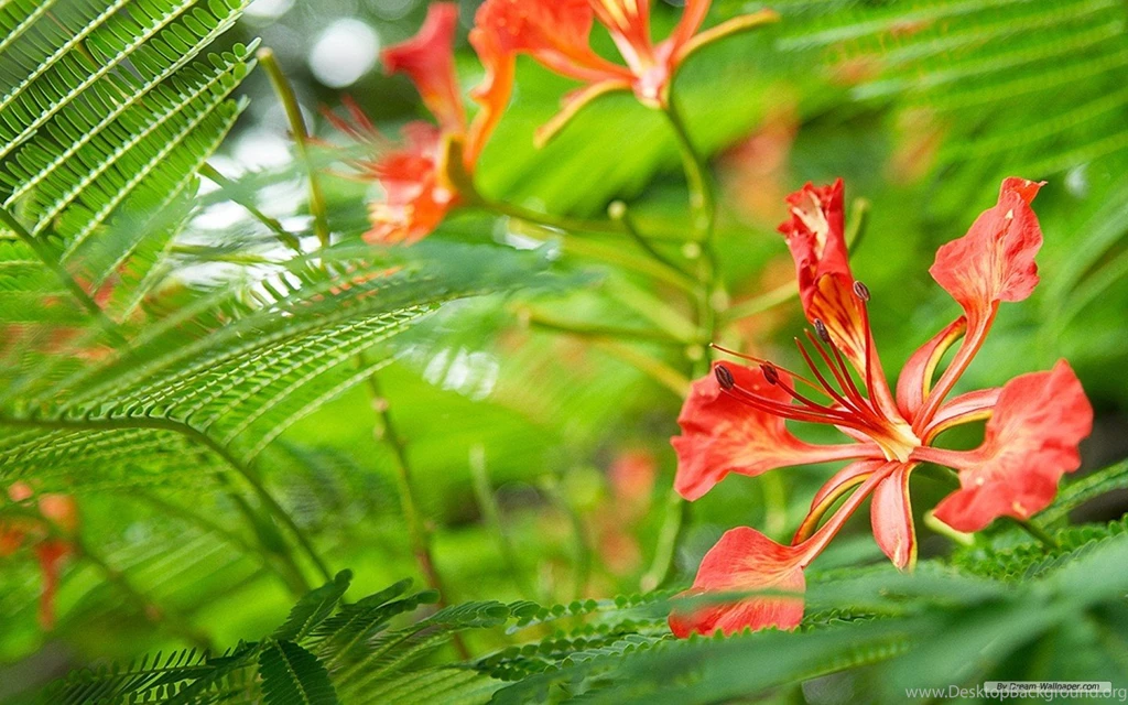 Nature Themes Wallpapers