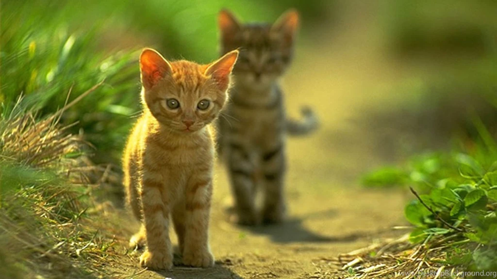 Cat Walk Cute Cats Wallpapers For Desktop Free Download For Mobile ...