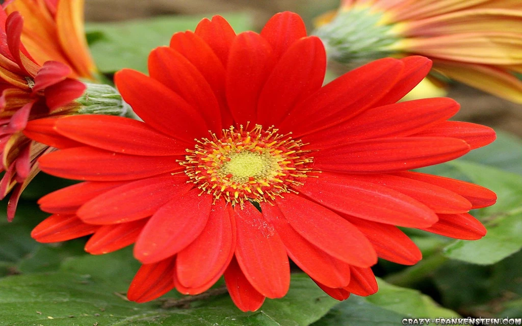 Daisy Family Flower Wallpapers Crazy Frankenstein