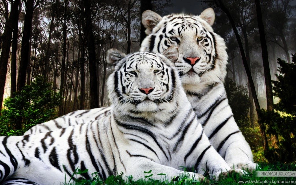 Lion and tiger wallpapers   ImgMob