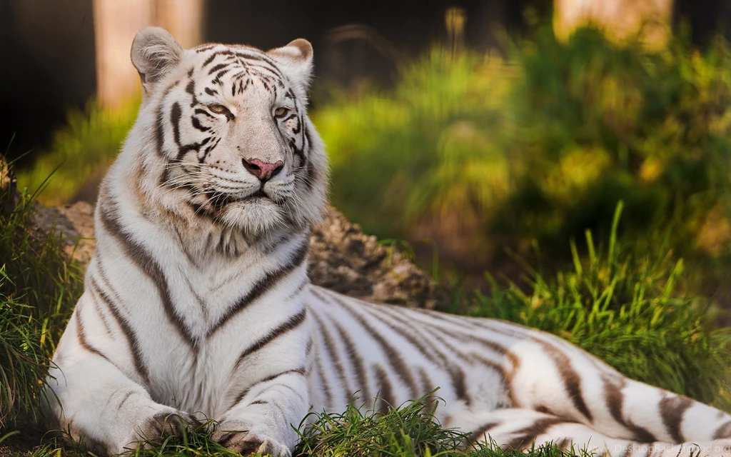 Tigers