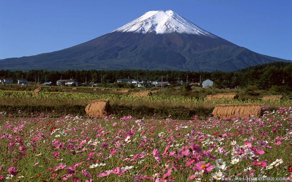 Fuji And Wild Flower - Landscape Wallpapers Free Download ...