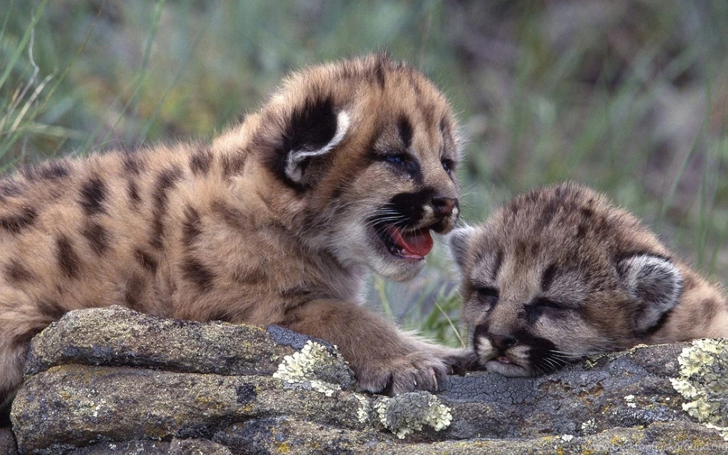 HD Tigers And Lions Wallpapers  I