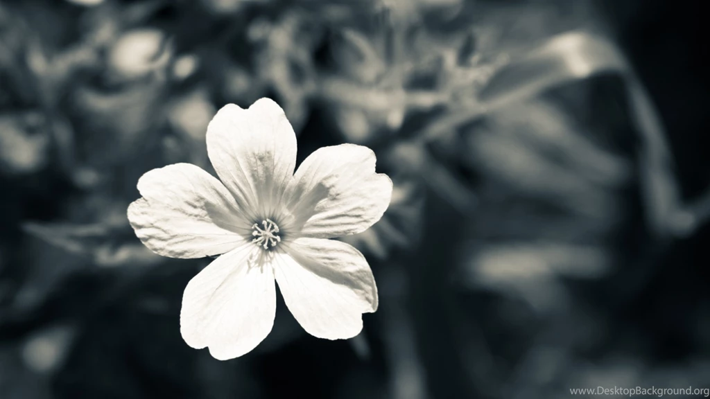 Black Wallpapers With White Flowers Download