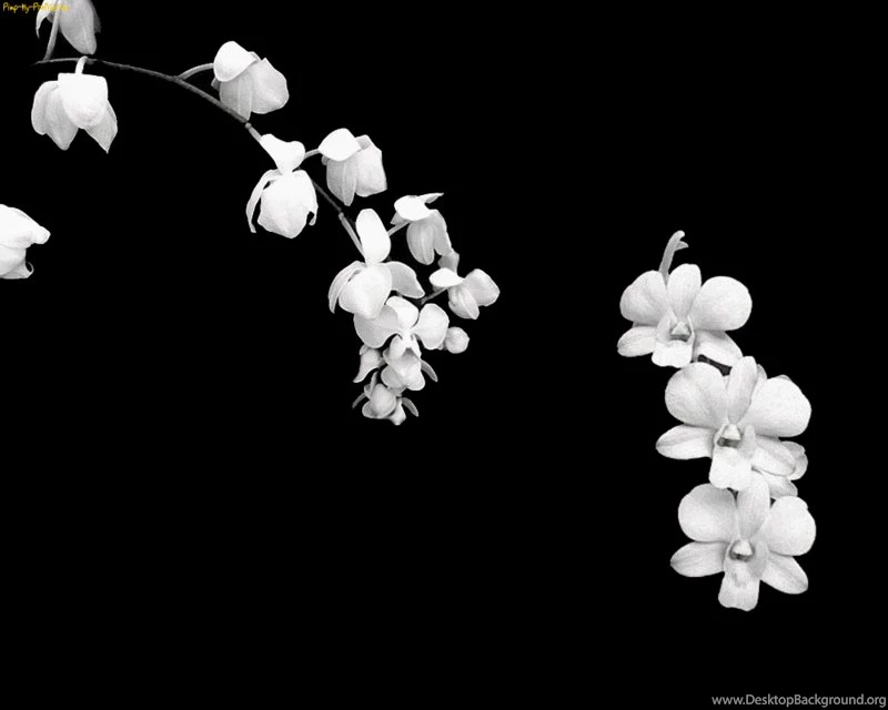 Simple Black And White Flower And Pictures 90 Items Page 1 Of 4 ...