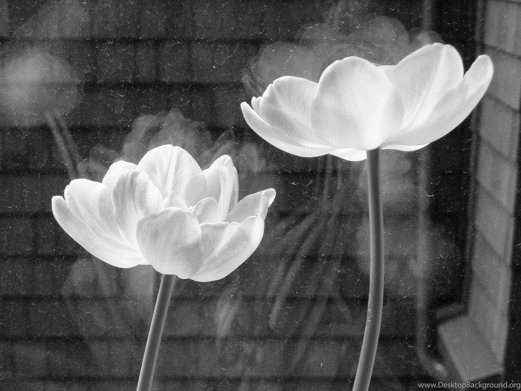 Wallpapers White Flowers Black N And Leaves 1024x768