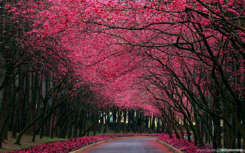 Fine Backgrounds Desktop Nature