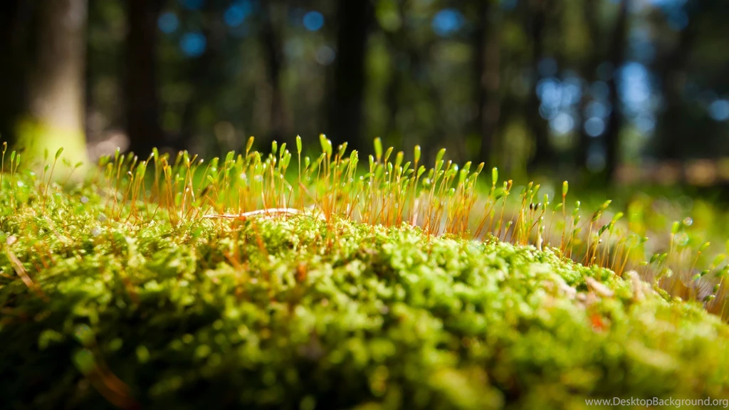 Beautiful Natural Wallpapers