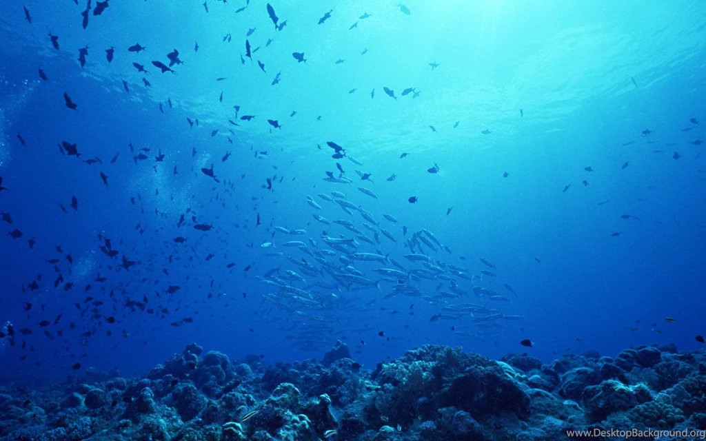 Under Sea Wallpapers Photo