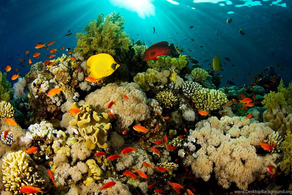 UNDERSEA WALLPAPER (