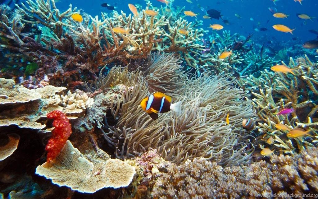Wallpapers Undersea The World Nature Cities 2560x1600