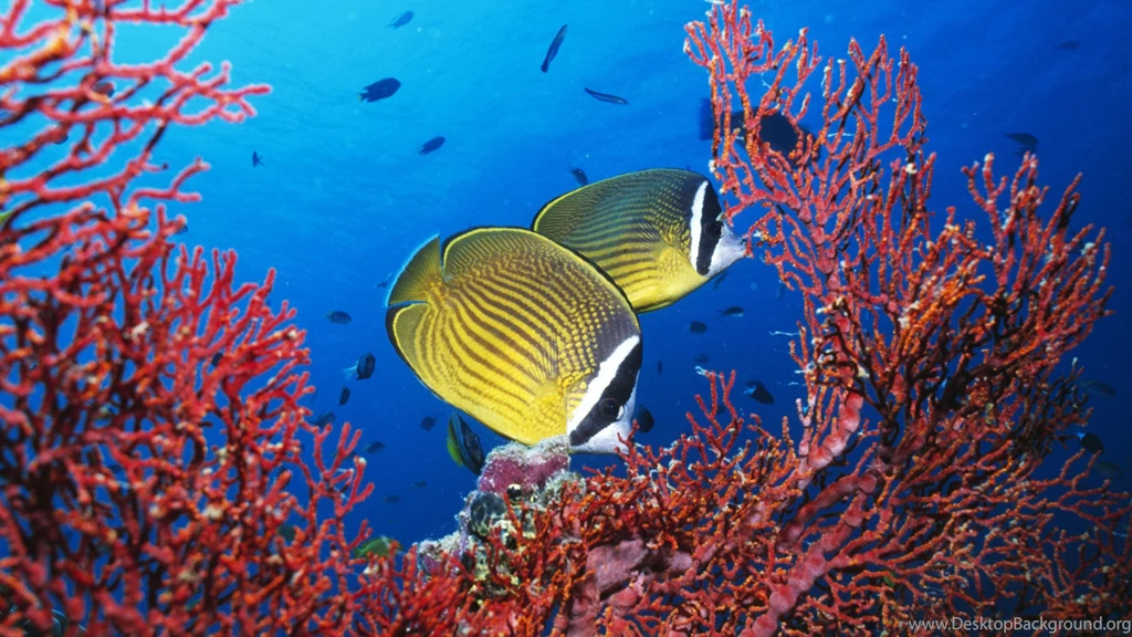 Download Under Sea Wallpapers For Iphone