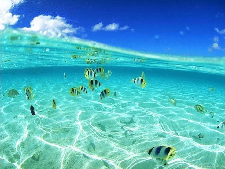 Image Detail For  Undersea World Wallpapers 29003