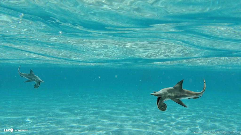 Helicoprion Wallpapers 9/11
