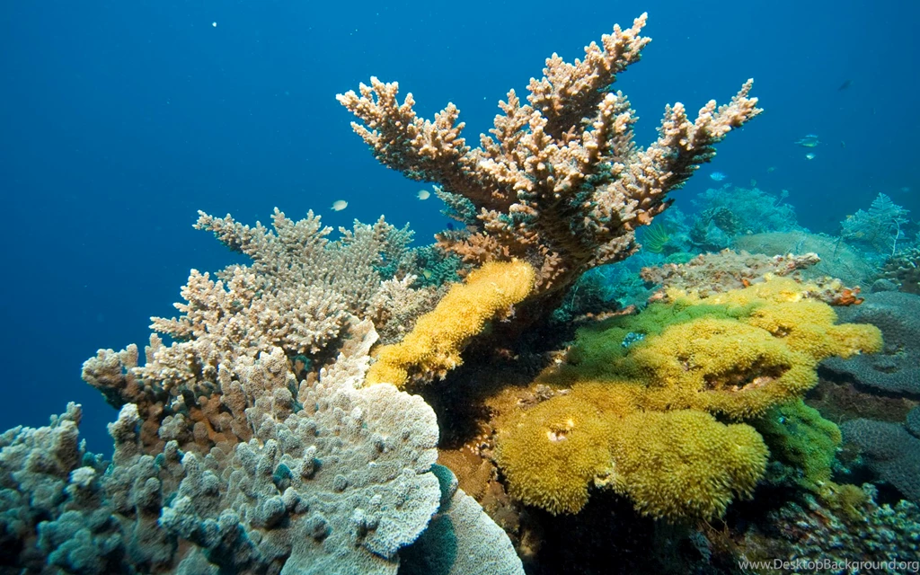 Download Under Sea Wallpapers For Iphone