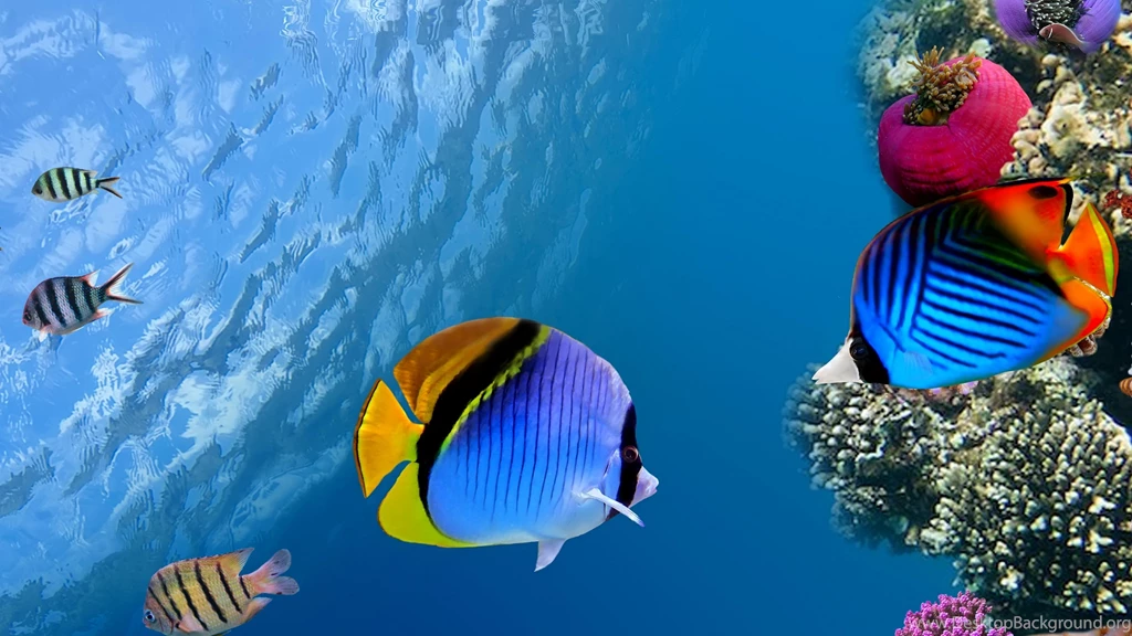 Download Under Sea Wallpapers For Android