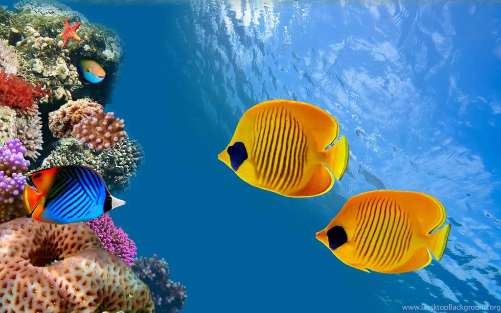 Underwater HD Wallpapers For Desktop