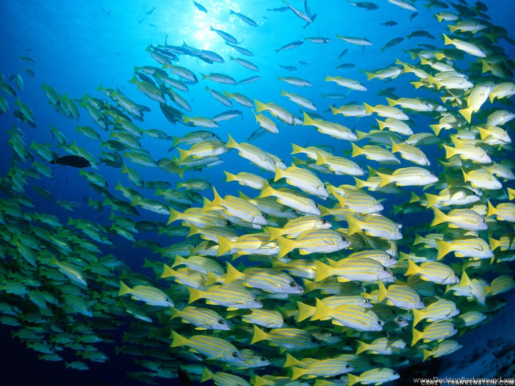 30 Under Sea Wallpapers Pictures