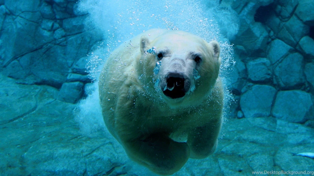 Wallpapers Under Sea Underwater Bear X Hd Jootix 1920x1080 ...
