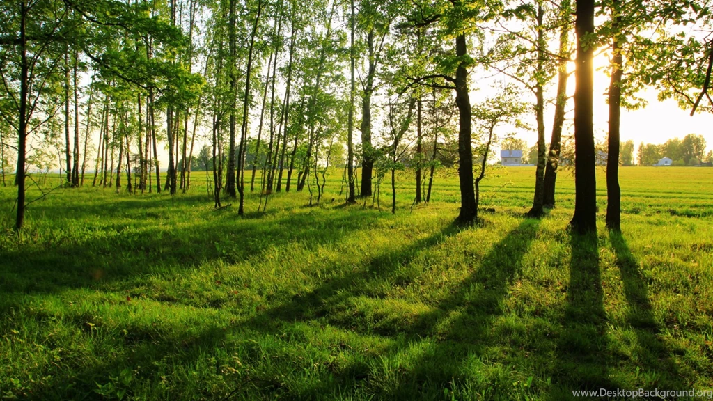 High Resolution Summer Trees Image Wallpapers Full Size ...