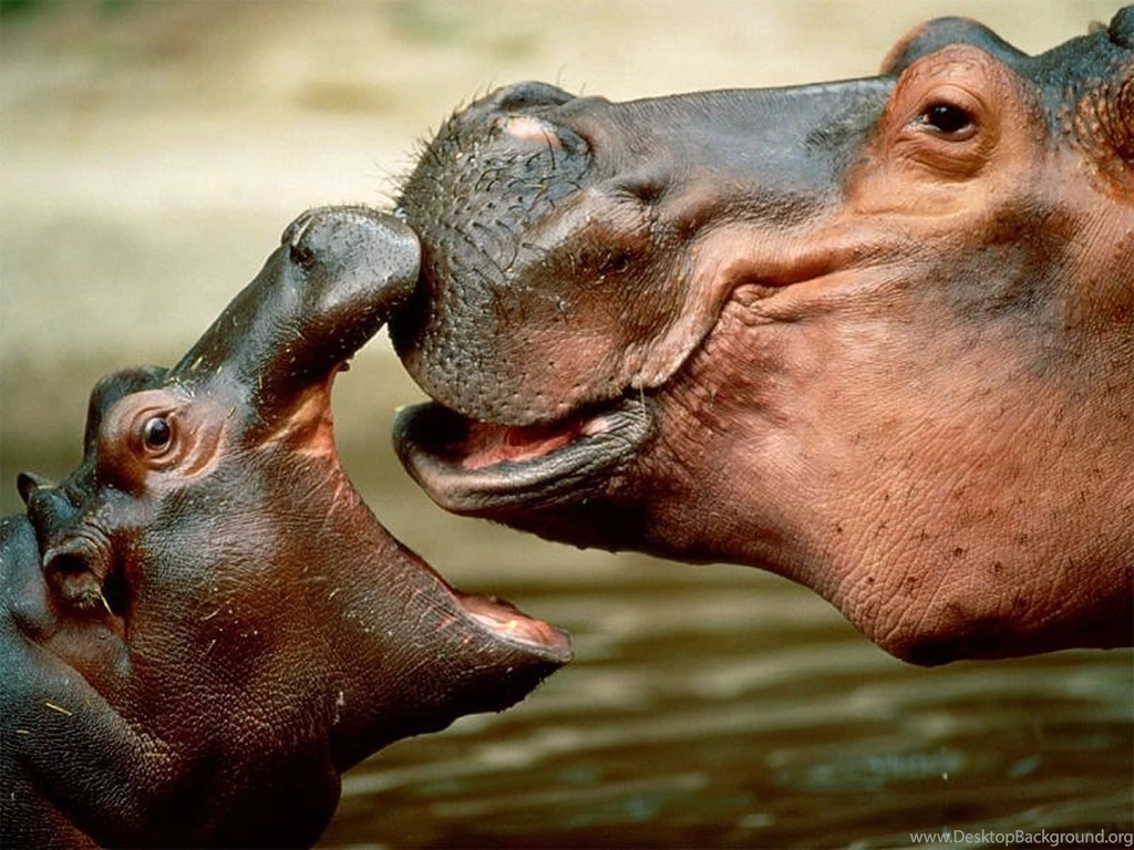 Baby Hippopotamuses