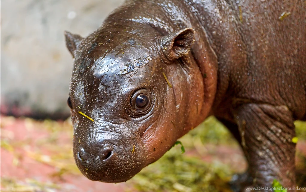 The Cute Hippo Baby Wallpapers