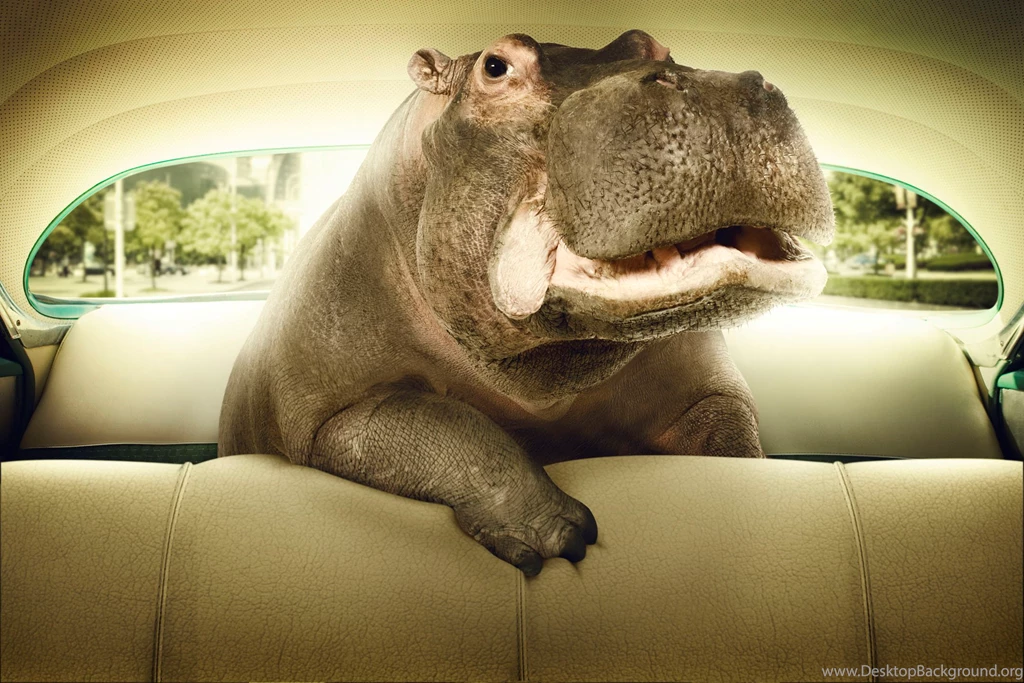 Cool Cute Hippo Wallpapers HD For Desktop . Best High Resolution ...