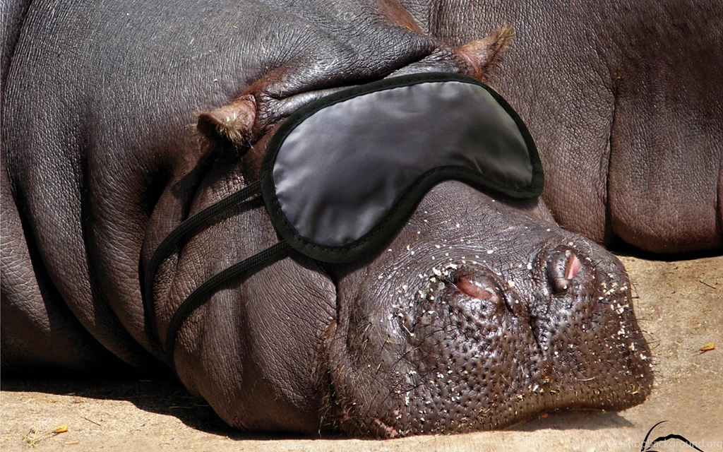 Hippopotamus Hippo Wallpapers