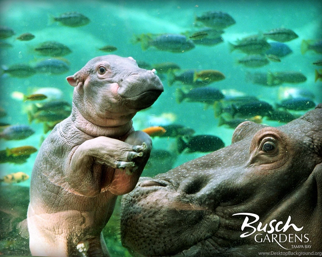 Cute Hippo Wallpapers
