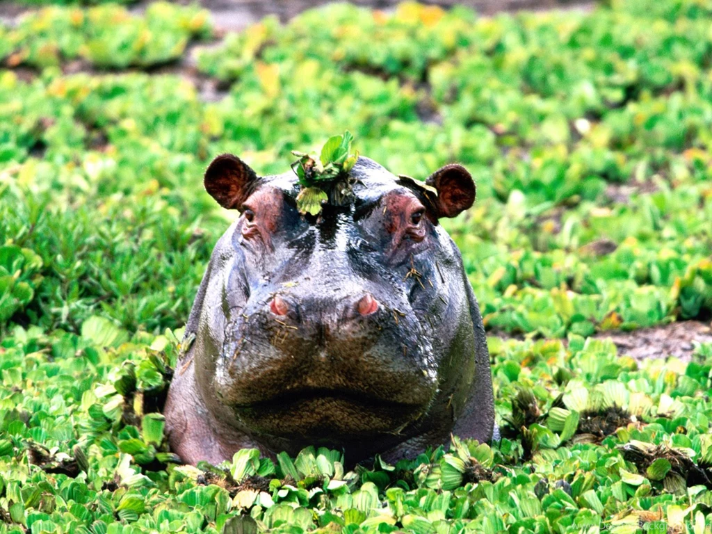 Hippo Wild Animals Animal Pictures
