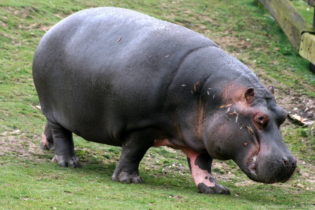 Hippopotamus HD Wallpapers   Download Free Animals HD Wallpapers ...