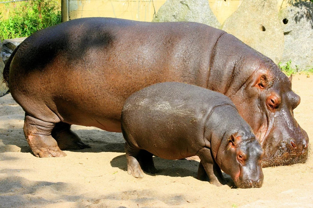 Hippopotamus HD Wallpapers Download Free Animals HD Wallpapers ...