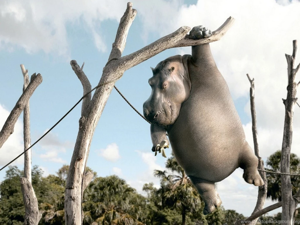 Toy Hippos Wallpapers