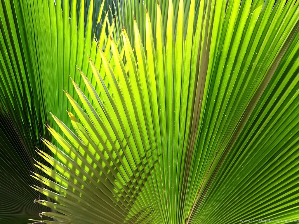 11 Lovely HD Palm Leaf Wallpapers HDWallSource.com